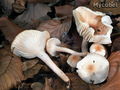 Hygrophorus lindtneri